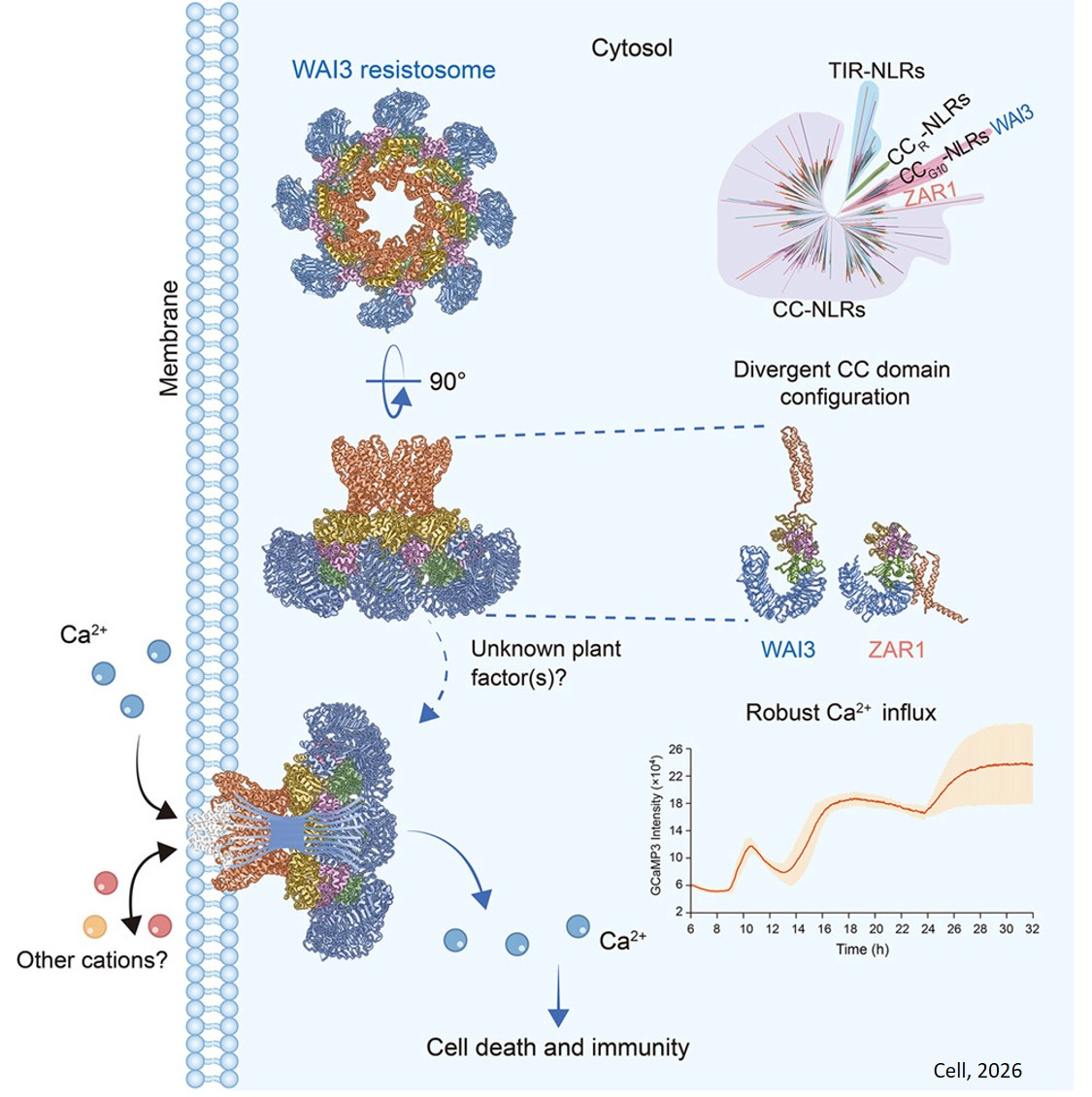 An activated wheat CCG10-NLR immune receptor forms an octameric resistosome