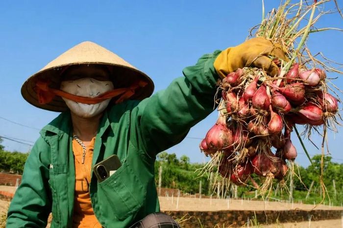 Nông dân trồng hành tím ở Quảng Ngãi trúng mùa, được giá - Báo Sài Gòn Giải Phóng