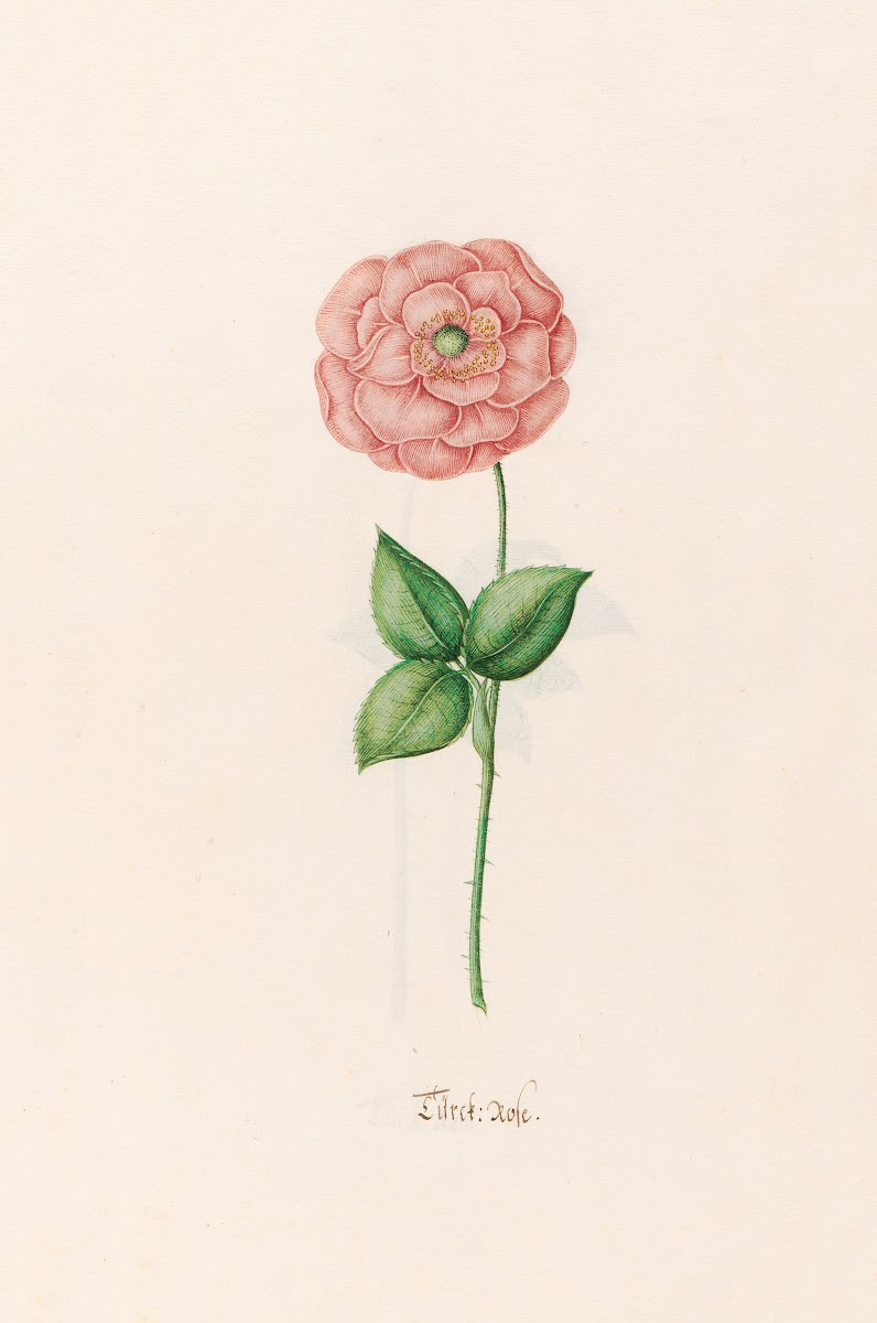 Türck Rose 1692