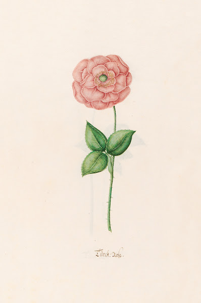 Türck Rose 1692