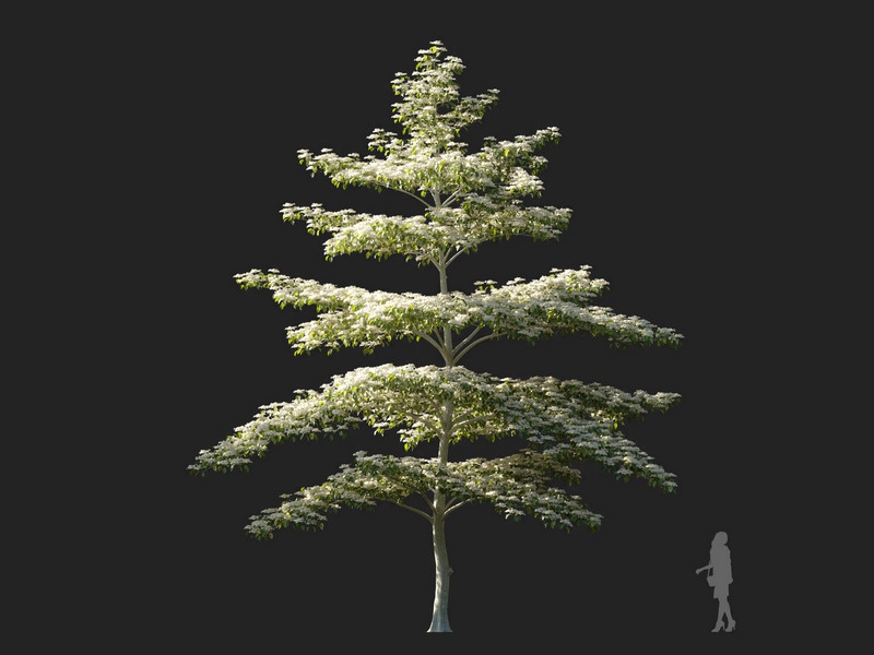 Maxtree - Plant Models Vol.114