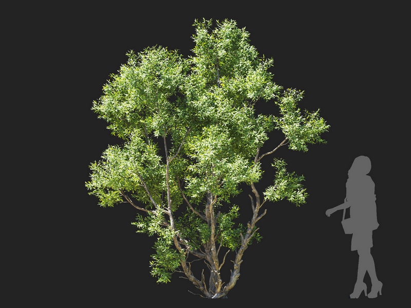 Maxtree - Plant Models Vol.112