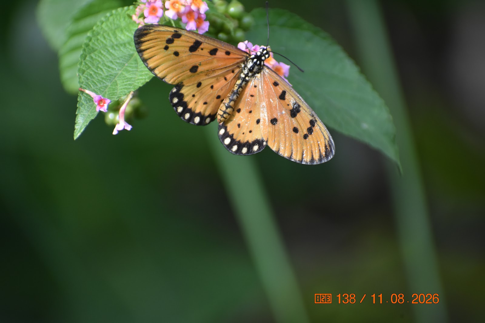 टोनी&nbsp;कोस्टर,&nbsp;कृष्ण कमलिनी