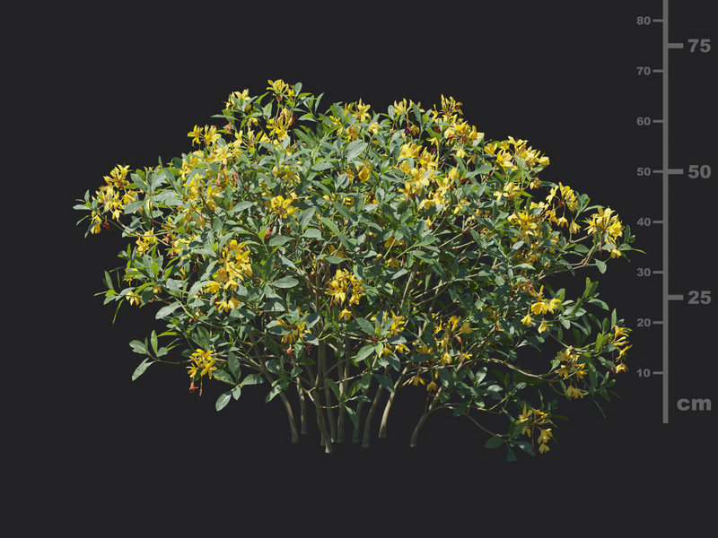 Maxtree - Plant Models Vol.129