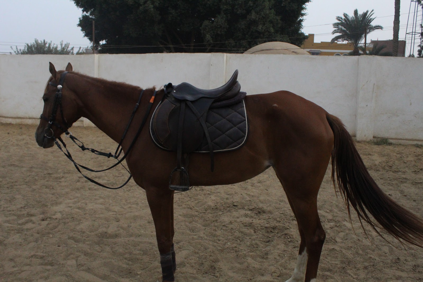 Amira - Horse available for riding at Wadi EL Kheil in Saqqara, Egypt. A beautiful chestnut horse with a friendly and gentle nature. Calm and easy-goin