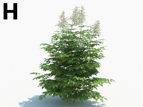 Maxtree - Plant Models Vol.3