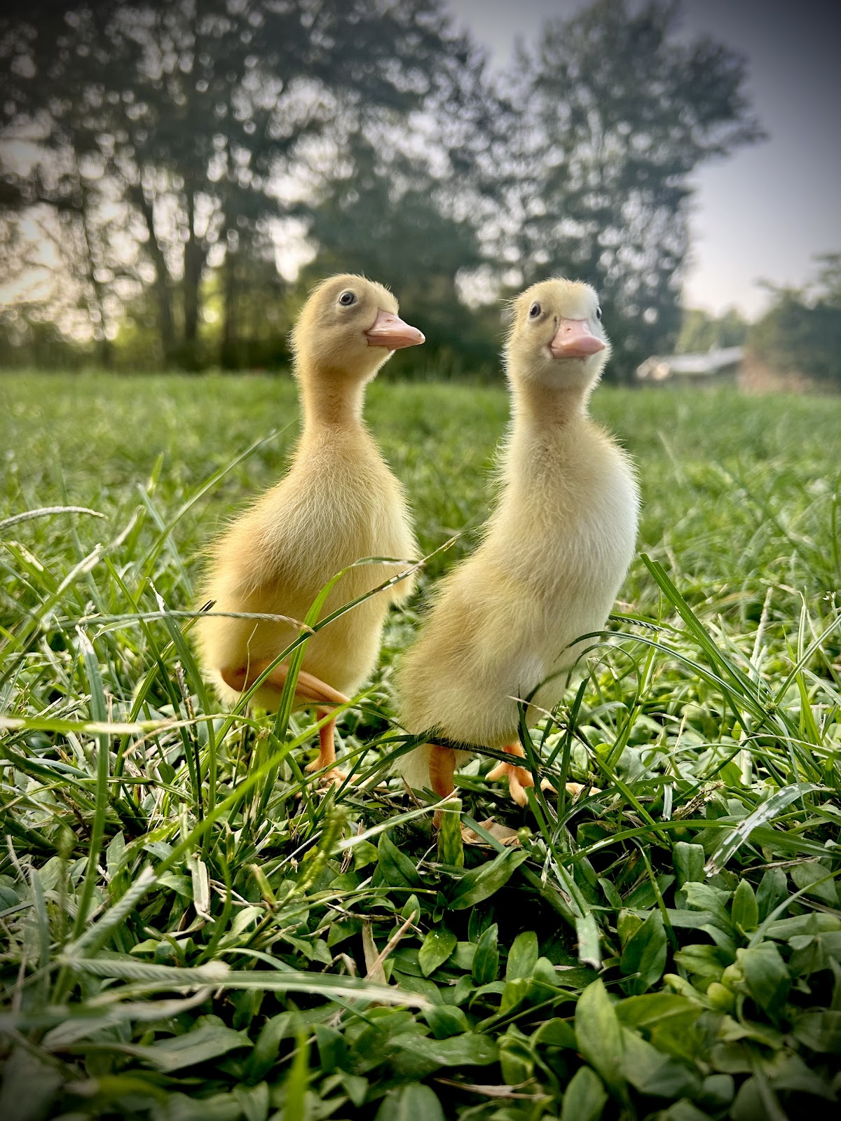 Fawn & White Runner Duck