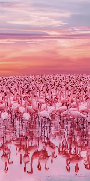 Kenya Flamingo Lake, Lake Bogoria, Lake Nakuru, Flamingo, Nakuru Full HD iPhone Wallpaper Background