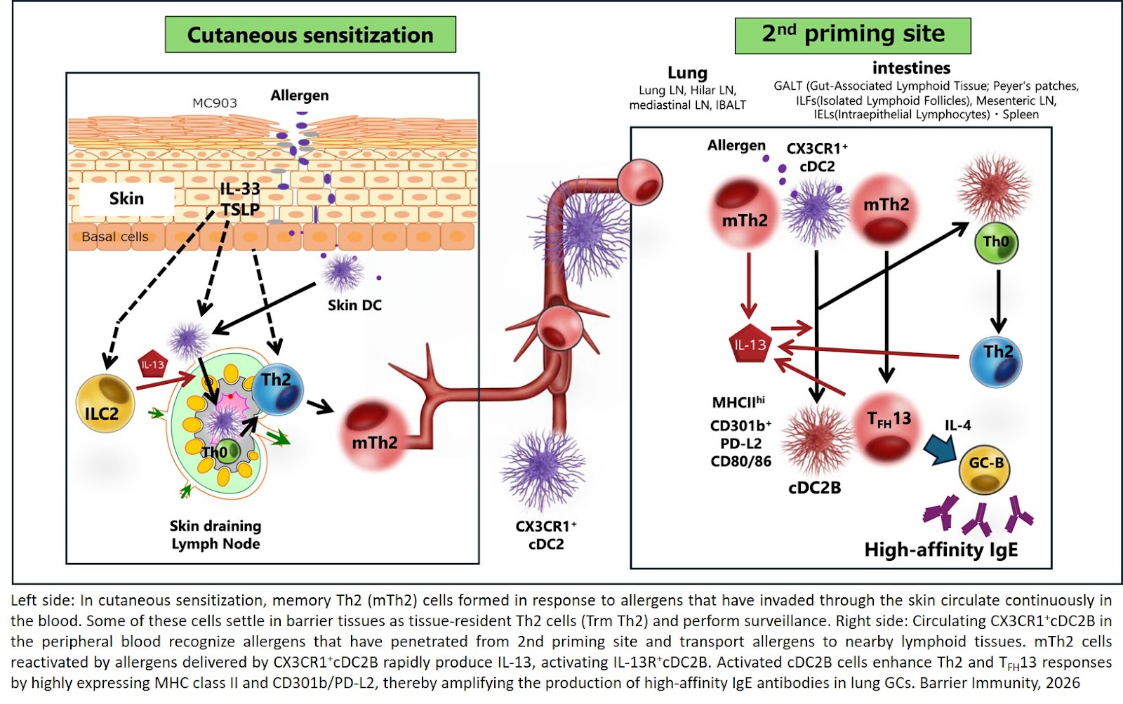 A critical immune pathway in systemic anaphylactic responses identified!