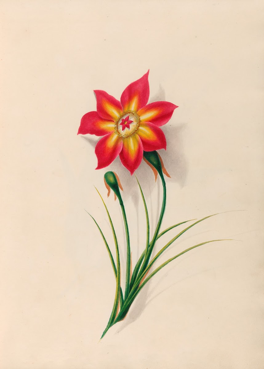 Drawings of tropical flowers and fruits from South America Pl19 1830