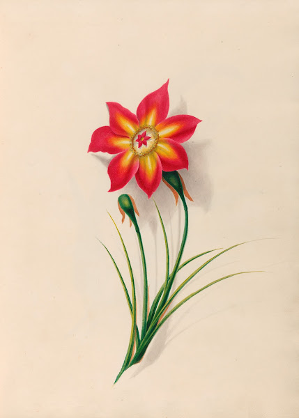 Drawings of tropical flowers and fruits from South America Pl19 1830