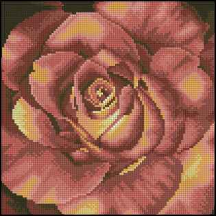 CMP 171219 Red Rose