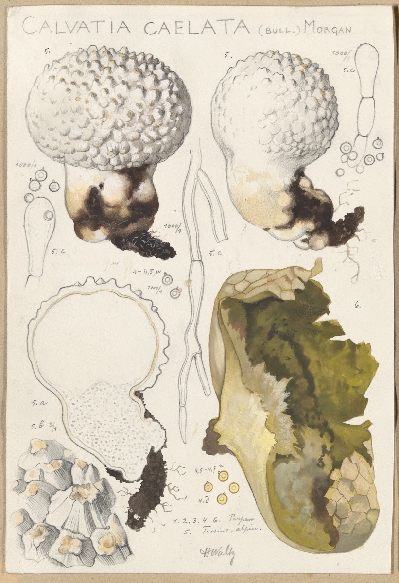 Calvatia caelata 1915 1945