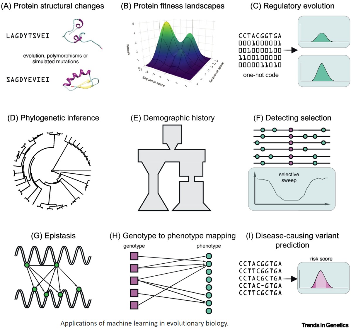 Machine learning for evolutionary genetics and molecular evolution