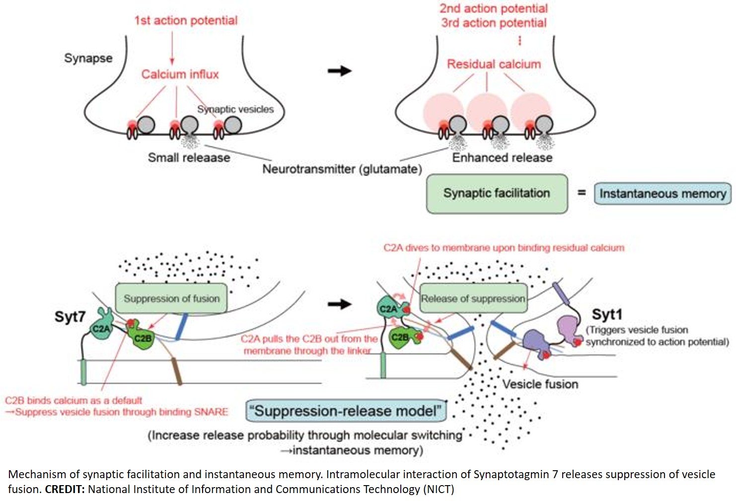 Molecular mechanism of short-term synaptic plasticity was discovered