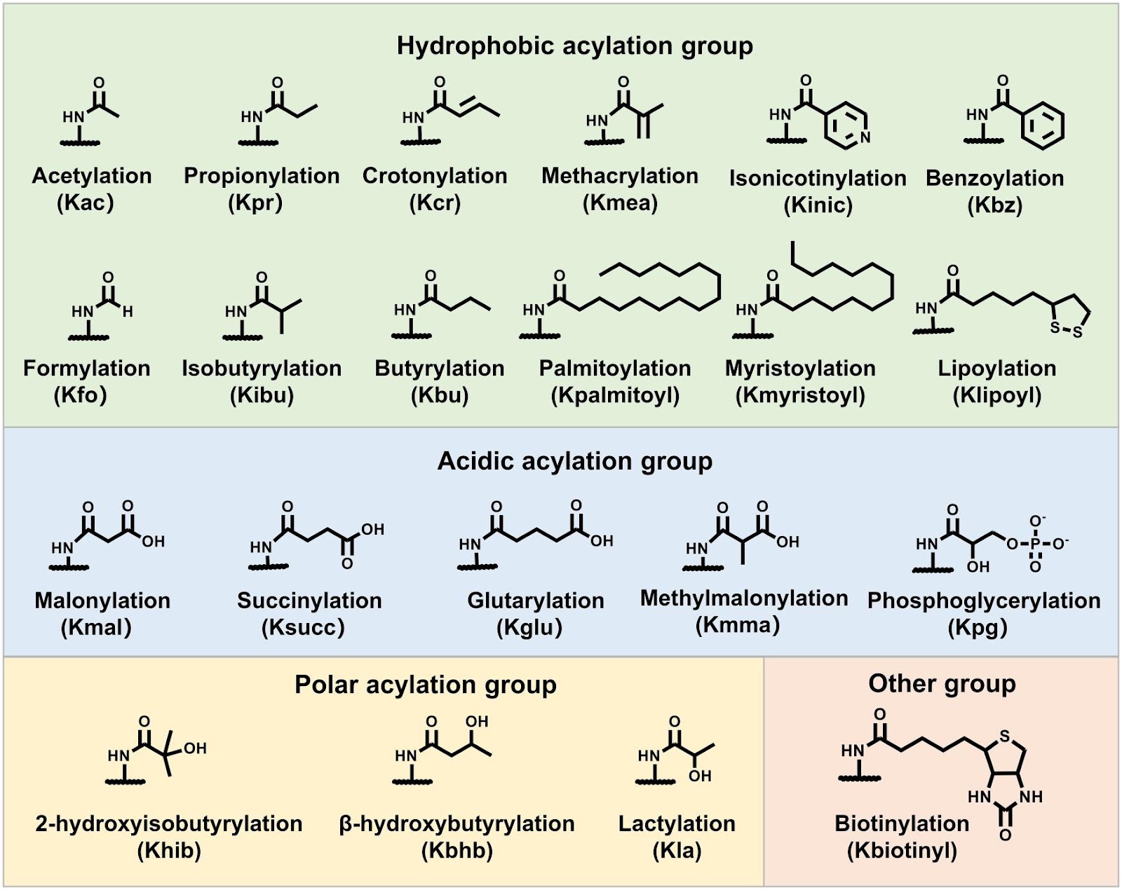 Substrate and Functional Diversity of Protein Lysine Post-translational Modifications