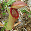 Pitcher Plant