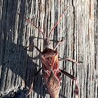 Western conifer seed bug