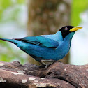 Mielero verde-Green honeycreeper ♂