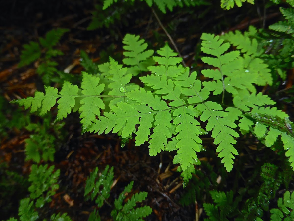 Oak Fern