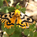 Nuttall's Sheep moth