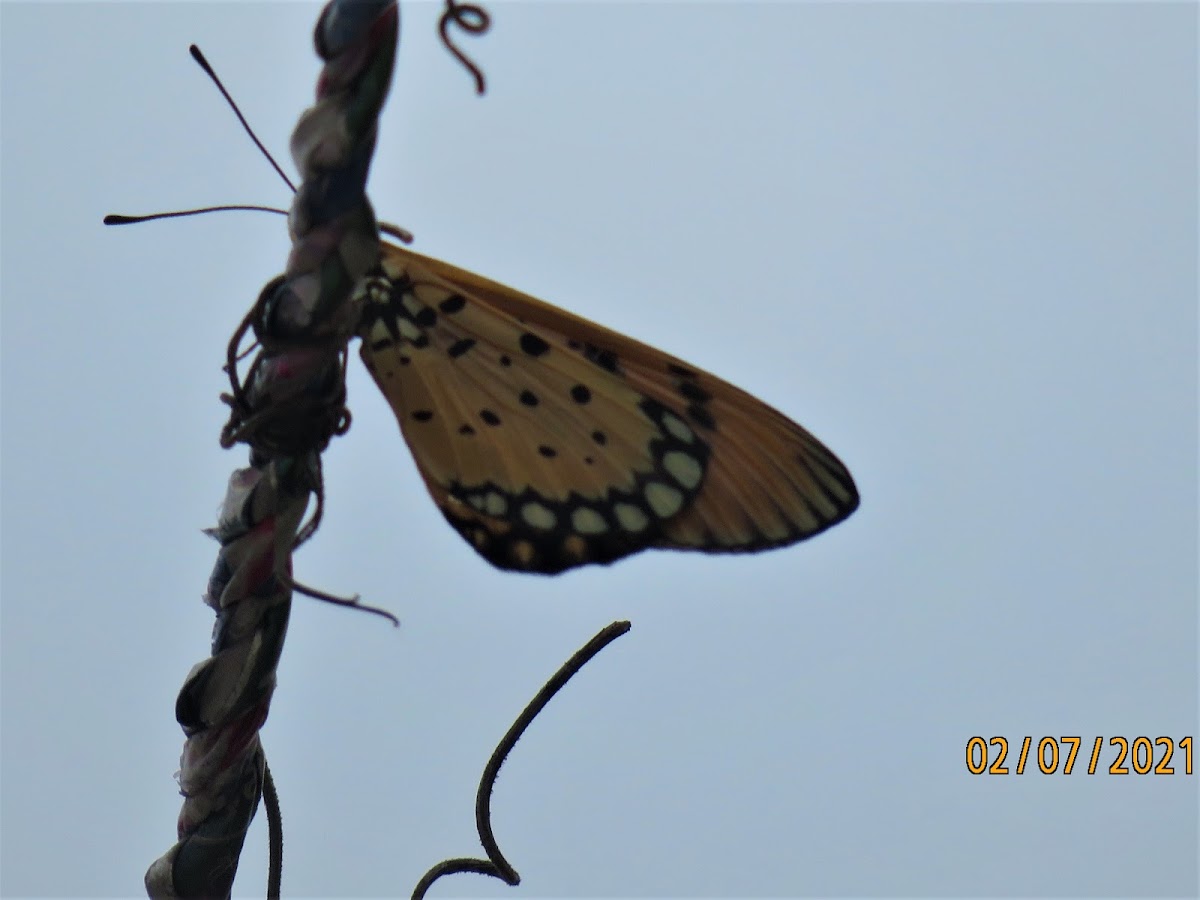 Tawny Coster butterfly