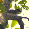 common hawk-cuckoo, brainfever bird