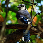 Blue Jay