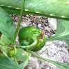 Green Bell Peppers