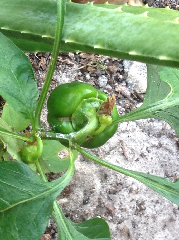 Green Bell Peppers