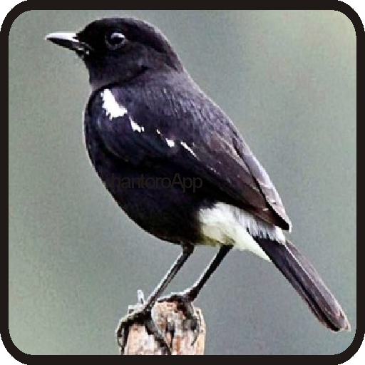 Kicau Burung Decu Terbaru