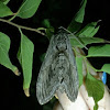 Five-spotted Hawkmoth