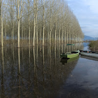 Riflessi nel padule di Fucecchio