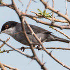 Sardinian Warbler