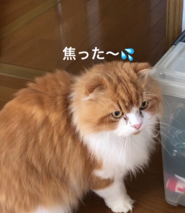 サニートラックの我が家の小さな戦争・モコとミル・ネコは面白いに関するカスタム事例の投稿画像2枚目