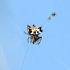 Black-and-White Spiny Spider