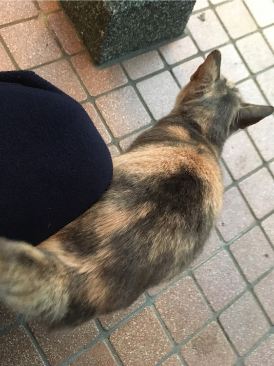 ATS クーペの野良ぬこ・心優しき晩酌番長・今日はしっかりtwo-k・イズちゃんカワユス😍・チームローガン九州に関するカスタム事例の投稿画像4枚目