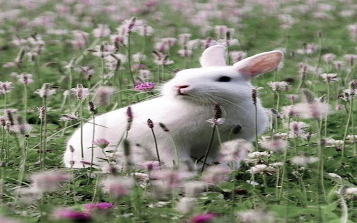 White rabbit in a field of flowers wallpaper screenshot 1