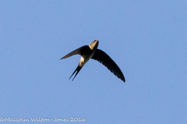 Grey-rumped Treeswift