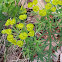 Cypress Spurge