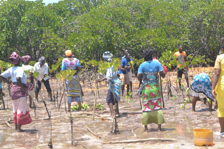 Bidii na Kazi women group in Mida creek planting mangrove at a past event to increase the forest cover