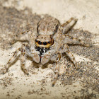 Jumping Spider