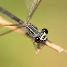 Black-banded Gossamerwing  (female)方帶幽蟌