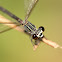 Black-banded Gossamerwing  (female)方帶幽蟌