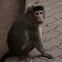 Bonnet Macaque