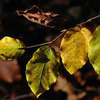 Quintetto d'autunno di 