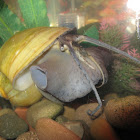 Aquatic Snail