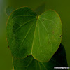 Bidi Leaf Tree, Sonpatta Tree, कठमूली, अपटा,