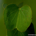 Bidi Leaf Tree, Sonpatta Tree, कठमूली, अपटा,