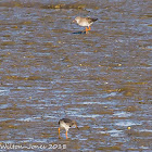 Redshank; Archibebe Común